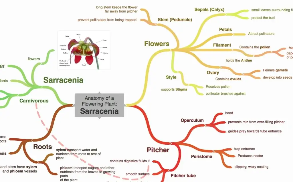 Coggle mind map example showing a visual diagram with connected branches and labeled topics
